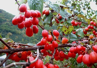 山茱萸