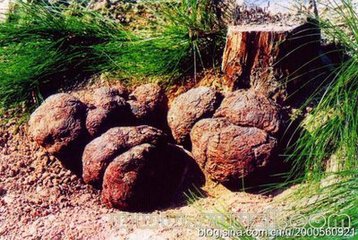 寄生于松科植物赤松或马尾松等树根上.